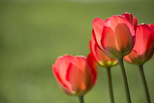 【お役立ち情報】春爛漫を楽しむための秋の庭のお手入れ🌷実はあのお花も秋に植えないとダメ！？