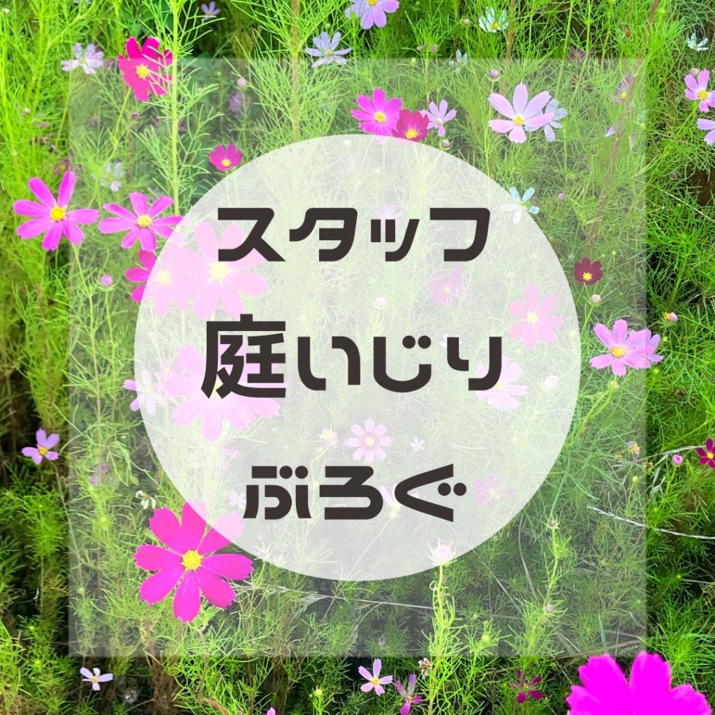 【スタッフの自宅庭いじりブログ】巨大化したアジサイの剪定を行いました✂